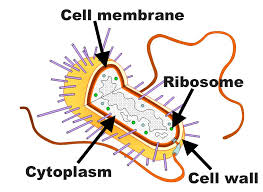 We did not find results for: Basic Cell Structures Review Article Khan Academy