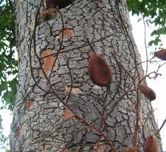 Image result for Dialium englerianum