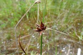 Image result for Schoenus