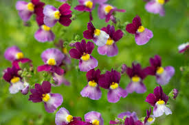 Image result for Nemesia zimbabwensis