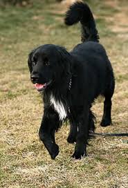 Black And White Collie Mix Golden Retriever Border Collie Mix Canis Lupus Hominis Golden Retriever Mix Border Collie Collie Mix Retriever Puppy