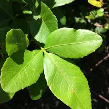 Image result for Searsia natalensis