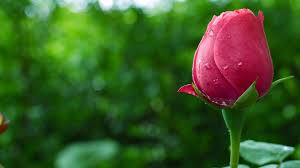 Resultado de imagen de flores hermosas