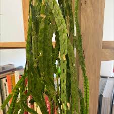 Image result for Huperzia bampsiana