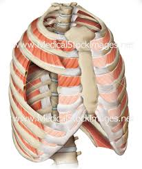So, let's learn the ribs so we can so what parts of the rib cage show up on the surface? Medical Illustration Of Muscular Sage And Intercostal Muscles To License Medical Stock Images Company