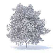Peach Tree 3d Model 7 5m Peach Trees Flowering Trees Tree