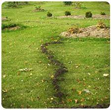 If a pest is living in your yard, there is a good chance that it has chosen your yard, in part, for a source of food that it has found there. Mole And Gopher Information Cinch Traps The Best Mole Gopher Trap