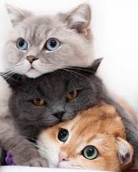 Cats Bigcats Littlecats Catlovers Funnycats Sillycats Cat Photography Catart 9lives Kittylove Lit Sevimli Hayvan Yavrulari Komik Hayvan Sevimli Kedi Yavrulari