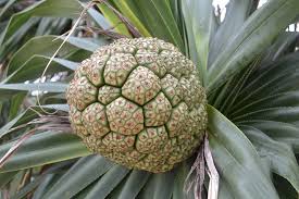 Image result for Pandanaceae