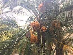 It has a trunk and leaves. 30 Days Challenge Photos Of Valencia Day 18 Date Palm Tree Fruits Steemit