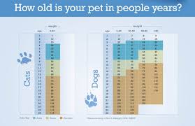 Senior Pets Healthy Paws Animal Hospital