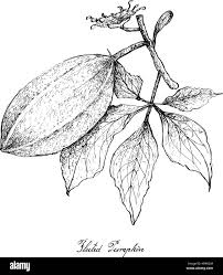 Image result for Telfairia