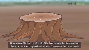 The epsom salt will slowly pull water from the stump, basically consuming the moisture, leading to a dry, rotted tree stump. 4 Ways To Kill A Tree Stump Wikihow