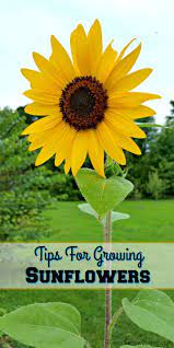 Whether You Are Growing Sunflowers For Their Beauty Or To Harvest The Seeds Knowing A Few Growing Sunflowers Growing Sunflowers From Seed Planting Sunflowers