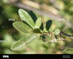 Image result for Diospyros lycioides