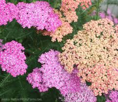 Of The Hundreds Of Different Perennials I Grow In My Garden Common Yarrow Achillea Millefolium Is A Personal Favori Hobby Farms Garden Spotlights Perennials
