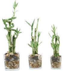 How To Grow Lucky Bamboo Bamboo Plants Plants Lucky Bamboo