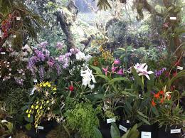 Aktuelle veranstaltungen und saisonelle höhepunkte. Orchideenschau Im Botanischen Garten Kiel Reiselurch De
