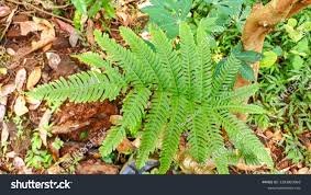 Image result for Pteris linearis