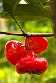 Pin On Frutos
