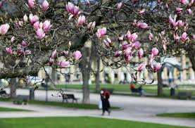Um herauszufinden, wann der frühling kommt, muss man in die natur gehen. Wetter In Stuttgart Der Fruhling Kommt Nicht In Die Puschen Stuttgart Stuttgarter Zeitung