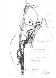 Image result for Oxycaryum