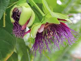 Image result for Passiflora quadrangularis