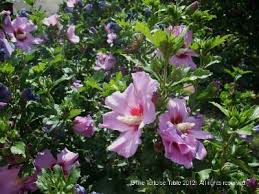 The proven health benefits of hibiscus plants will leave you with a smile. Browse And Search The Tortoise Table Plant Database
