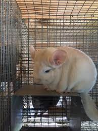 By submitting a photo, you give us permission to use your photo on our website, chinchilla resources. Goldbar Hun Betina S Chinchilla Facebook