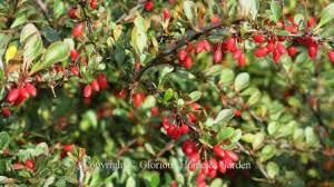 Maybe you would like to learn more about one of these? Autumn Berries