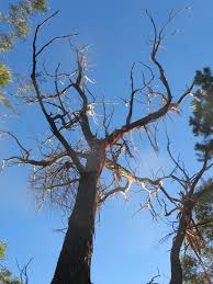 Image result for trees with spiral bark blown off from lightning