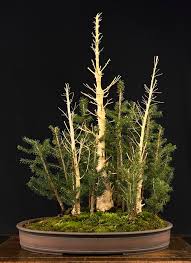 Creating An Ezo Spruce Forest