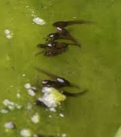 As a tadpole grows, the tail disappears and legs begin to form. Rumpetroll Spor En Biolog