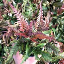 Image result for Pteris preussii