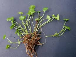 Image result for Hydrocotyle sibthorpioides