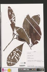 Image result for Psychotria hypsophila