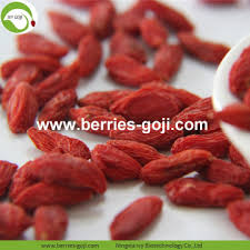 Secara signifikan dapat meningkatkan glikogen otot. China Pasokan Pabrik Kering Malaysia Goji Berries Kualitas Tinggi Pasokan Pabrik Kering Malaysia Goji Berries Di Bossgoo Com
