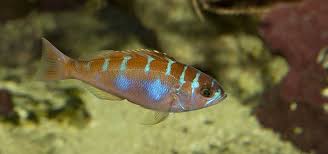 Free and fast shipping · shipping 10/10 · prices 10/10 Saltwater Aquarium Checklist Tropical Fish Hobbyist Magazine