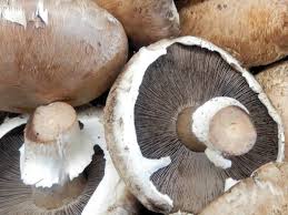 You'll also need to find a dark room where you can keep the temperature between 65 and 70 degrees f. Easy Guide To Growing Mushrooms At Home Infographic