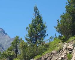 Image result for Cupressus torulosa