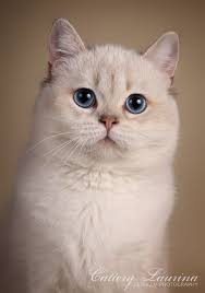 pin on british shorthair