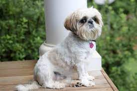 Who doesn't love puppy dog eyes? The Top 5 Shih Tzu Haircut Styles The Dog People By Rover Com