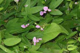 Plant, tree, & weed databases. What Is This Delicate Vine With Small Pinkish Purple Bloom