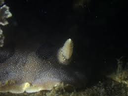 Image result for Selago dinteri