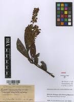 Image result for Magnistipula