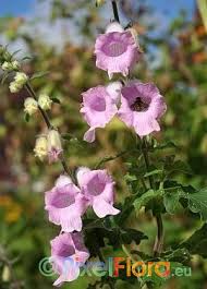 Image result for Ceratotheca sesamoides