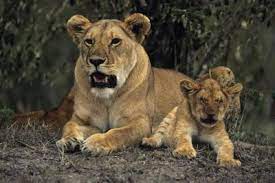 How Do Lions Care For Their Young?
