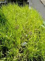 Image result for Leersia