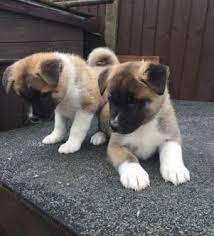 We ship our american akita puppies all over the us and canada. Stunning Akita Puppies For Sale For Sale In Denver Colorado Classified Americanlisted Com