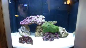 Check spelling or type a new query. Saltwater Tank Worm Shefalitayal